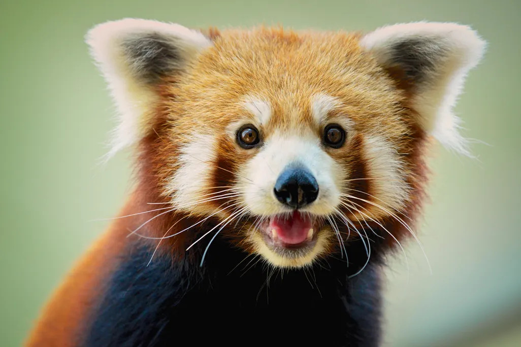 A lovely red panda smiling at you